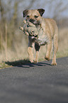 spielender Border Terrier