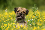 Border Terrier Portrait