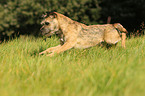 rennender Border Terrier