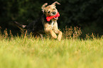 spielender Border Terrier