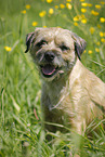 sitzender Border Terrier