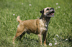 Border Terrier