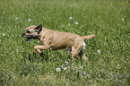 rennender Border Terrier