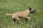 rennender Border Terrier