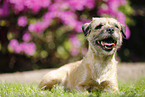 liegender Border Terrier