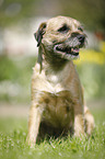 sitzender Border Terrier