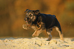 Border Terrier Welpe