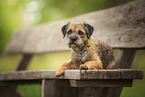 liegender Border Terrier