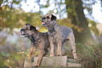 Border Terrier