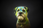 Border Terrier Rde