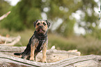 Border Terrier im Sommer