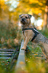 ausgewachsener Border Terrier