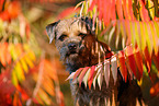 ausgewachsener Border Terrier