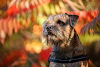 ausgewachsener Border Terrier