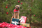 ausgewachsener Border Terrier