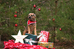 ausgewachsener Border Terrier