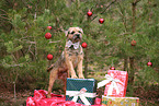 ausgewachsener Border Terrier