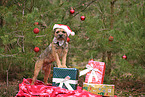 ausgewachsener Border Terrier