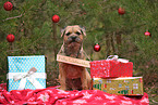 ausgewachsener Border Terrier