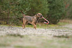 ausgewachsener Border Terrier