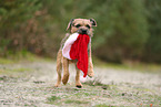 ausgewachsener Border Terrier