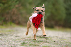 ausgewachsener Border Terrier