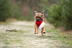 ausgewachsener Border Terrier