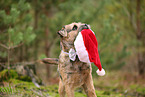 ausgewachsener Border Terrier