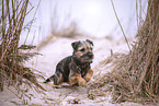 Border Terrier