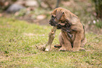 Border Terrier Welpe