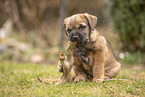 Border Terrier Welpe