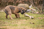 Border Terrier Welpe