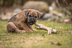 Border Terrier Welpe