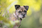 Border Terrier