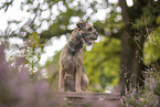 Border Terrier