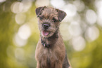 Border Terrier