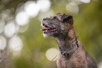 Border Terrier