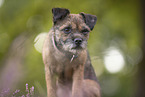 Border Terrier
