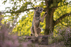 Border Terrier