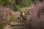 Border Terrier