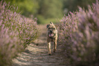 Border Terrier