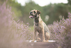 Border Terrier