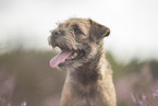 Border Terrier