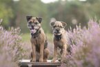 Border Terrier