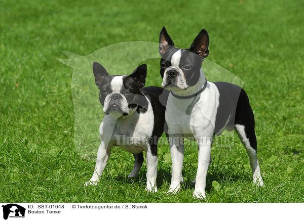 Boston Terrier / SST-01648