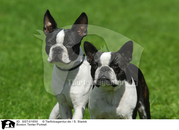 Boston Terrier Portrait / SST-01650