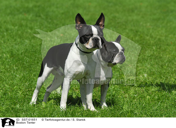 Boston Terrier / SST-01651