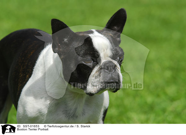 Boston Terrier Portrait / SST-01653