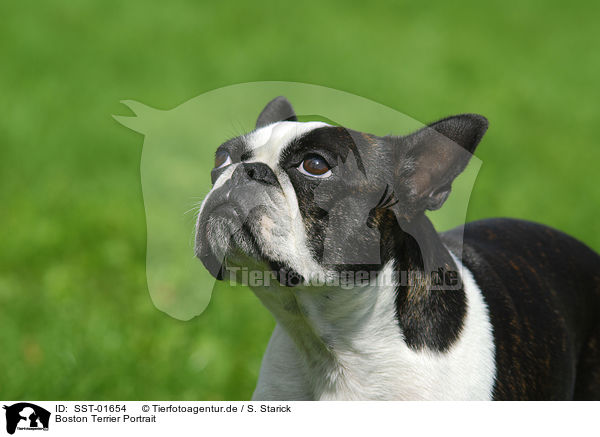 Boston Terrier Portrait / SST-01654