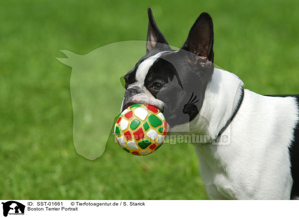 Boston Terrier Portrait / SST-01661